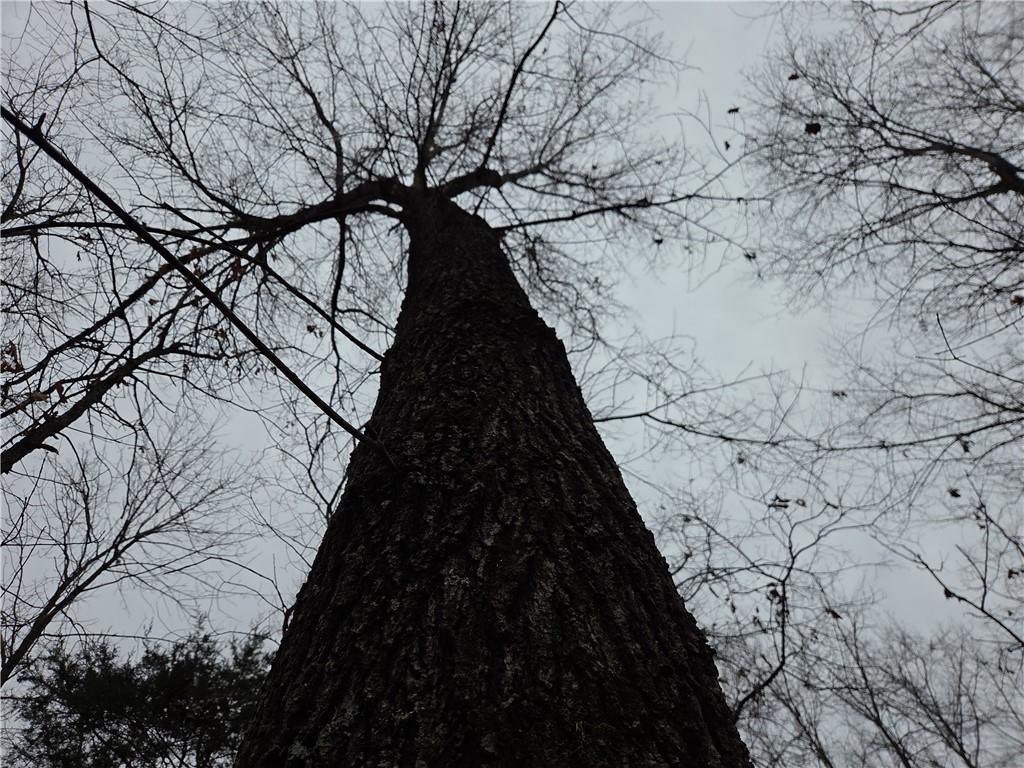 67 North Dade 237 Walnut Grove, MO 65770 - Photo 24 of 24