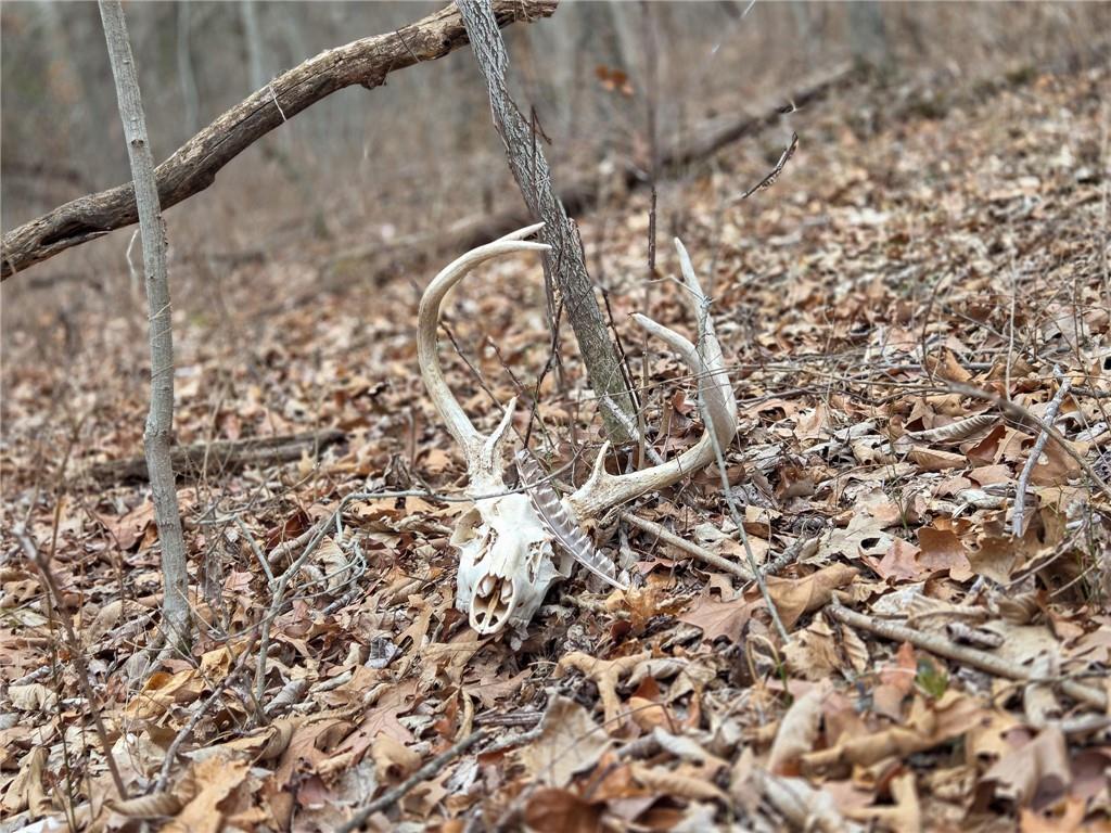 67 North Dade 237 Walnut Grove, MO 65770 - Photo 4 of 24