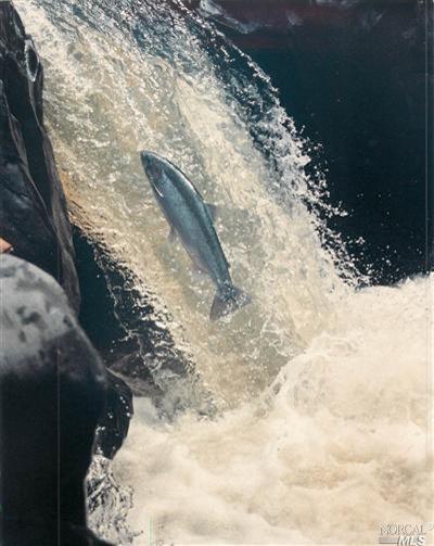 1301-1530 Felta Ridge Road Healdsburg, CA 95448 - Photo 1 of 1 Yes, the fish are jumping the falls -just 5 minutes from Downtown Healdsburg. You can watch but not catch. These Steelhead and Coho Salmon are migrating to historic spawning pools. This is one of a great many waterfalls 2 to 5 ft tall as Mill Creek cascades 110 verticle ft through basalt and greenstone boulders Where the water found a path at the edge of volcanic basalt flow about 3 or 4 million years ago. Search google for "Steelhead Jumping in the Lower Falls of Mill Creek" or paste this link to see a YouTube video of on this property > http://www.youtube.com/watch?v=FKUviX4x60Y