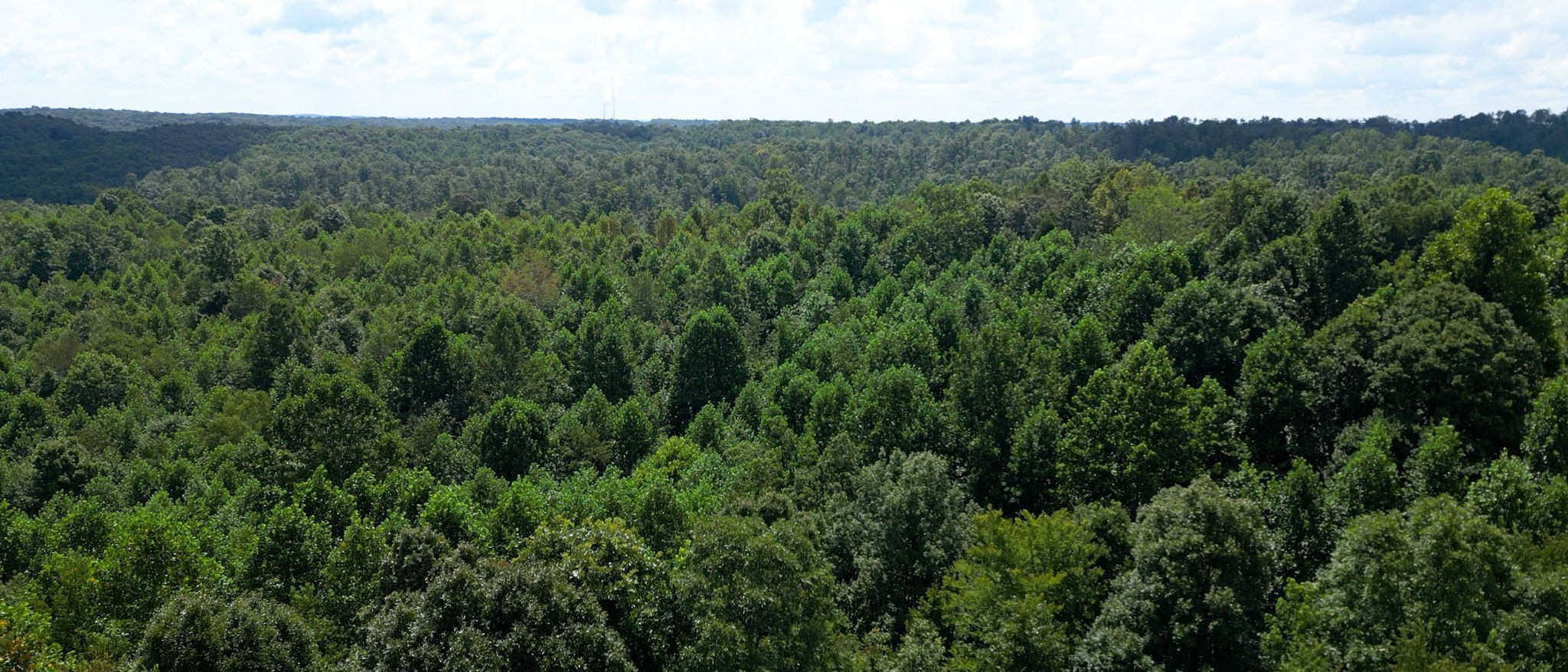 0 Topside Drive Dover, TN 37058 - Photo 22 of 38 a view of a lush green forest with trees in the background