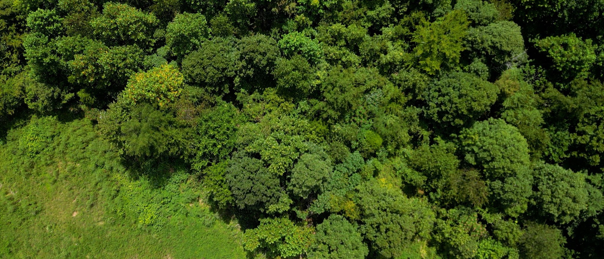 0 Topside Drive Dover, TN 37058 - Photo 24 of 38 a view of a lush green forest