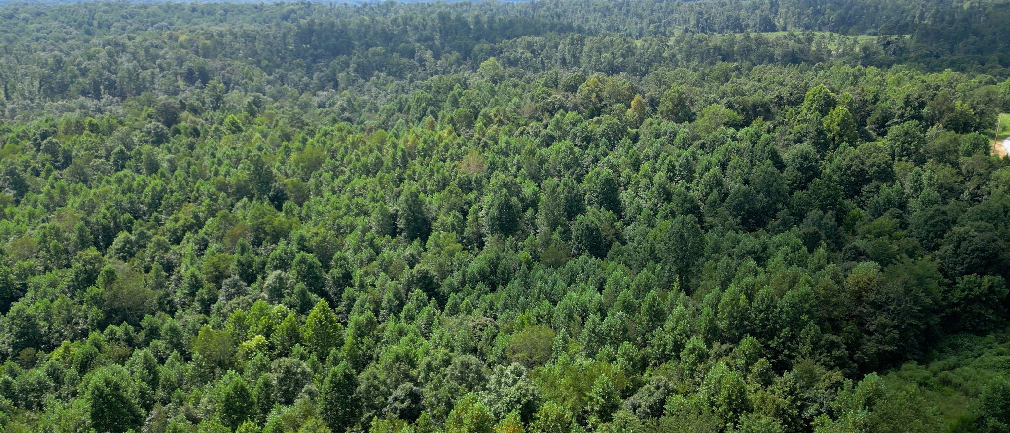 0 Topside Drive Dover, TN 37058 - Photo 25 of 38 a view of a lush green forest with lots of trees