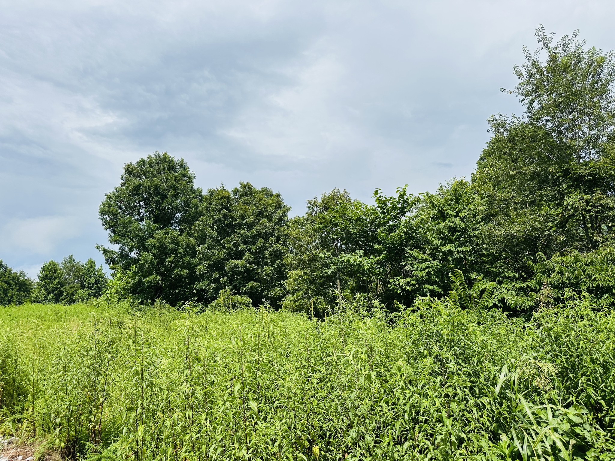 0 Topside Drive Dover, TN 37058 - Photo 35 of 38 a backyard of a house with lots of green space and trees all around