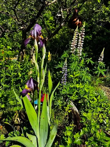 a front view of house along with deck and flowers