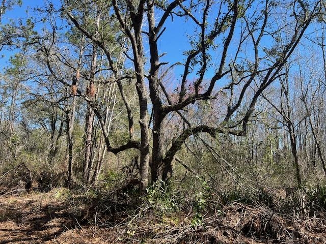 Tbd Southwest Open Sands Loop Greenville, FL 32331 - Photo 3 of 10
