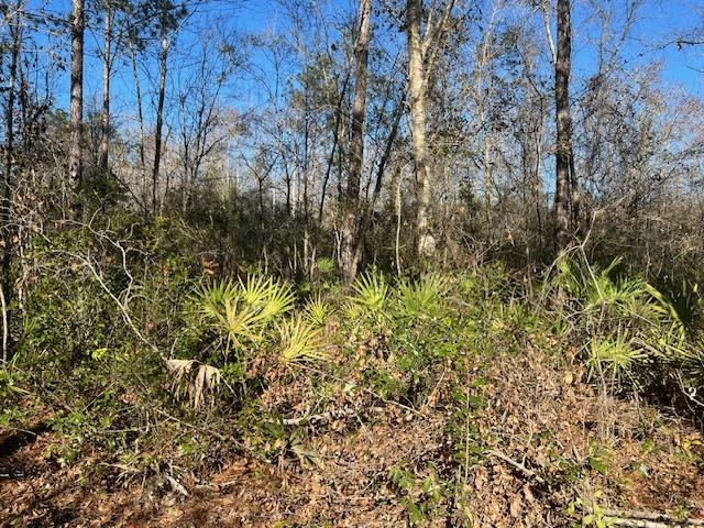 Tbd Southwest Open Sands Loop Greenville, FL 32331 - Photo 9 of 10