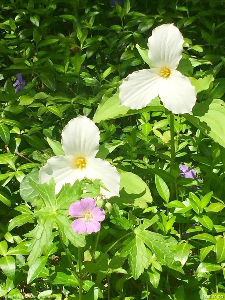 1078 Greentree Road Bloomfield Hills, MI 48304 - Photo 42 of 42 Natural Beauty in abundance