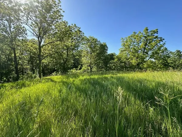 a view of a lush green space