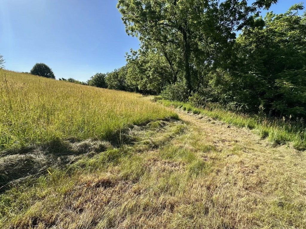 8462 Albany Road Erie, IL 61250 - Photo 9 of 9 a view of a yard with a tree