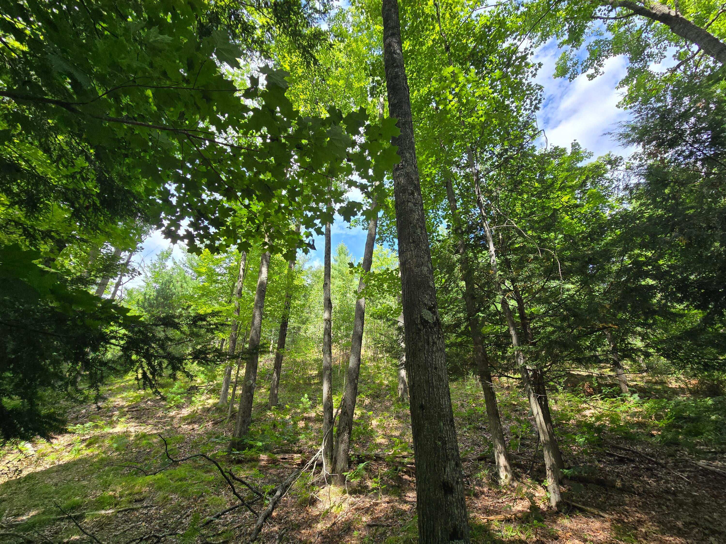 234 Schmid Road Fairview, MI 48621 - Photo 24 of 62 20250818_133705