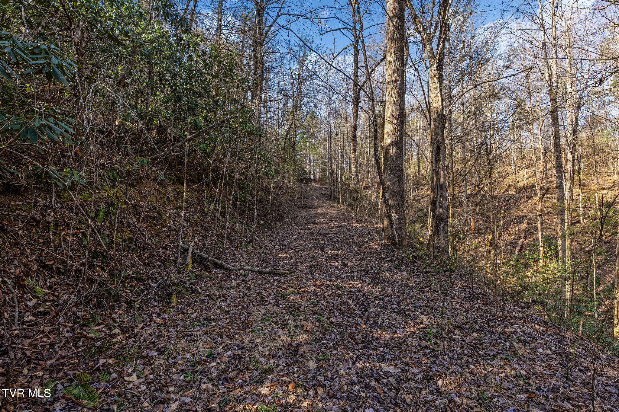 Tbd Raven Branch Road Del Rio, TN 37727 - Photo 18 of 29 DSC08844