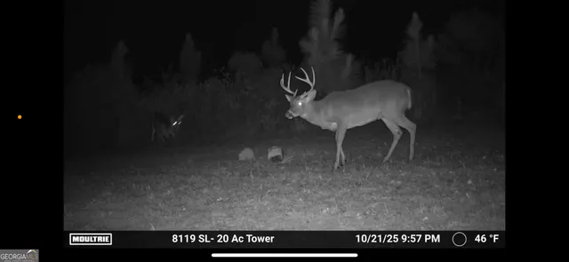 a view of a yard with trees in the background