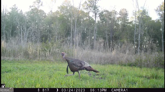 a view of a park with large trees
