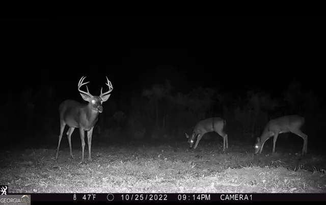 $150,000 | 0 Shady Lane, Sylvania, GA 30467