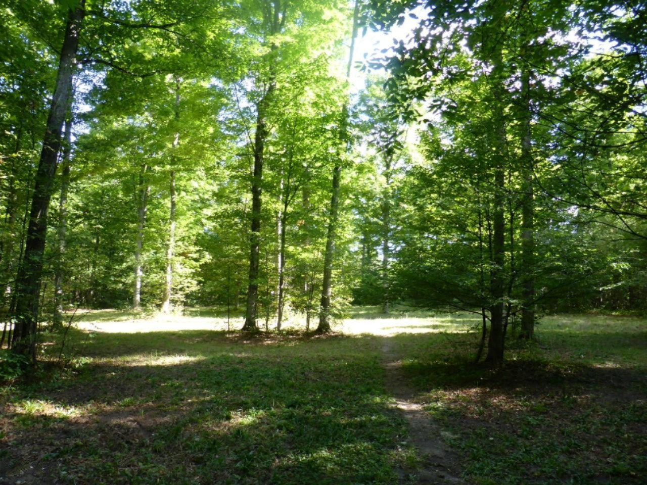 5-acres Harlan Road Copemish, MI 49625 - Photo 18 of 21 P1120690 (Custom)