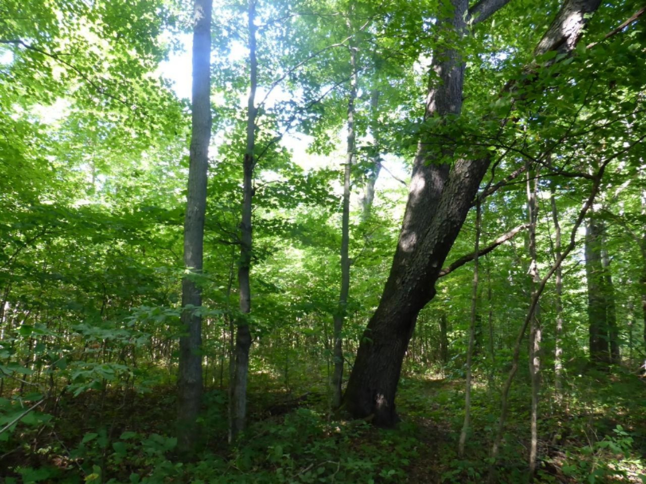 5-acres Harlan Road Copemish, MI 49625 - Photo 20 of 21 P1120692 (Custom)