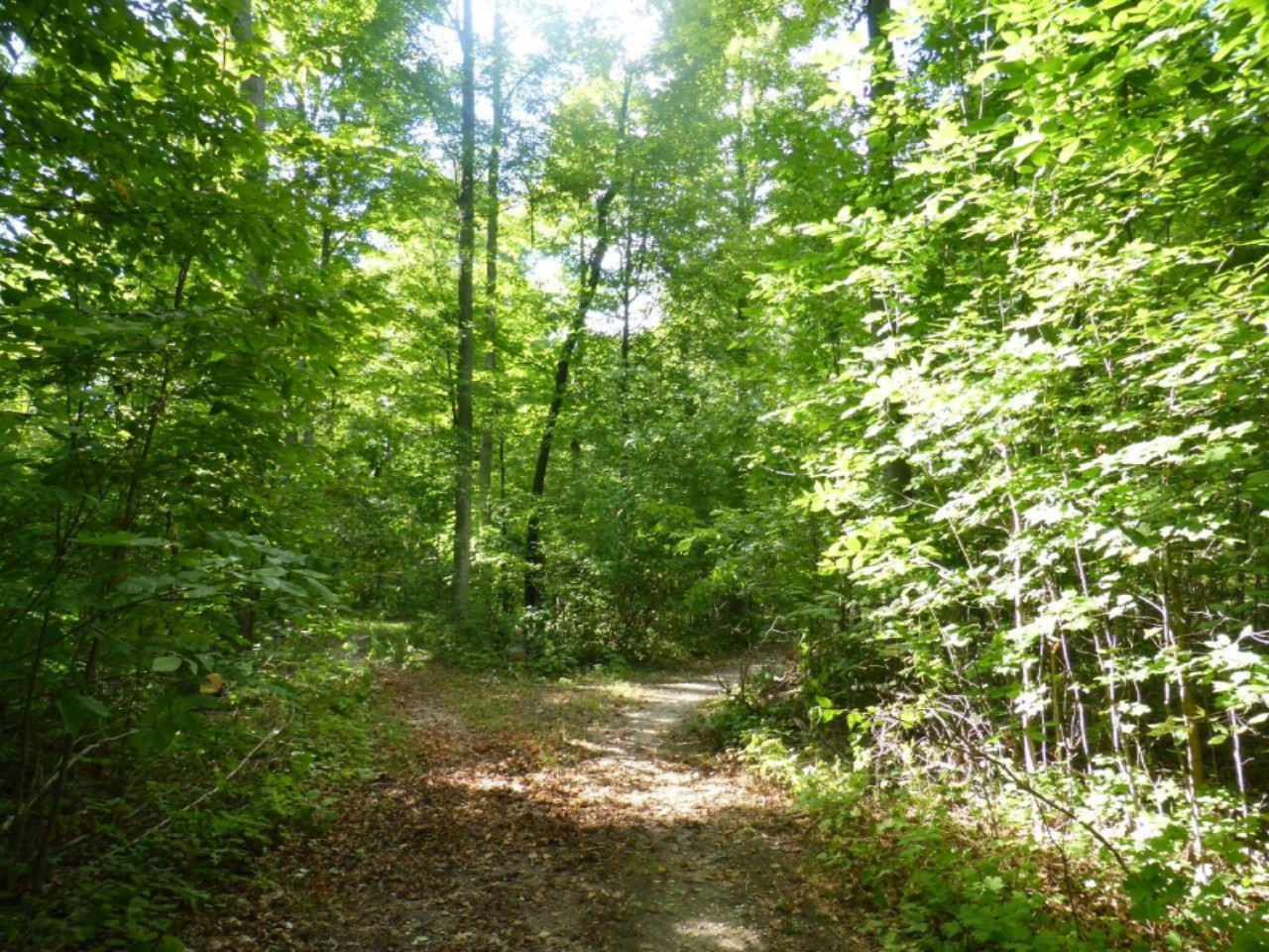 5-acres Harlan Road Copemish, MI 49625 - Photo 8 of 21 P1120681 (Custom)