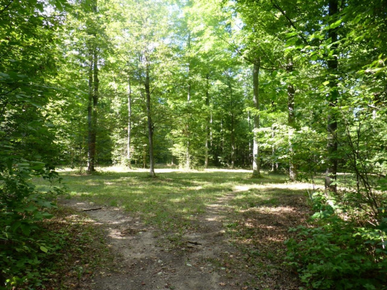 5-acres Harlan Road Copemish, MI 49625 - Photo 10 of 21 P1120682 (Custom)
