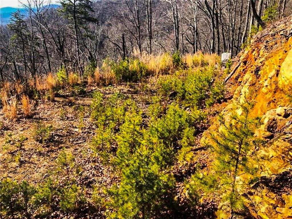 0 Cooper Gap Road Dahlonega, GA 30533 - Photo 6 of 8