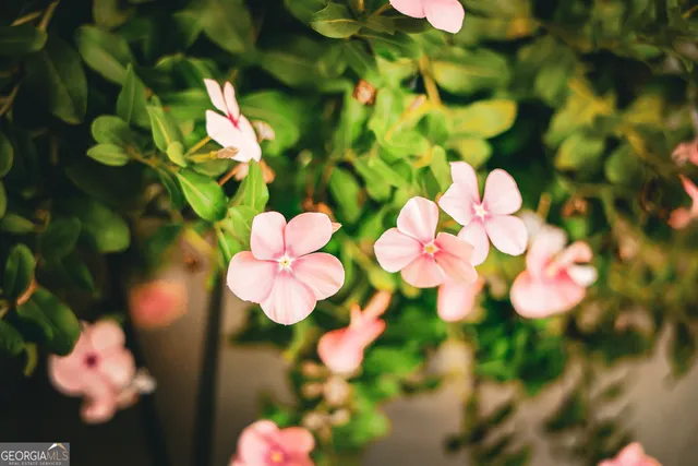 a view of a lake with a tree