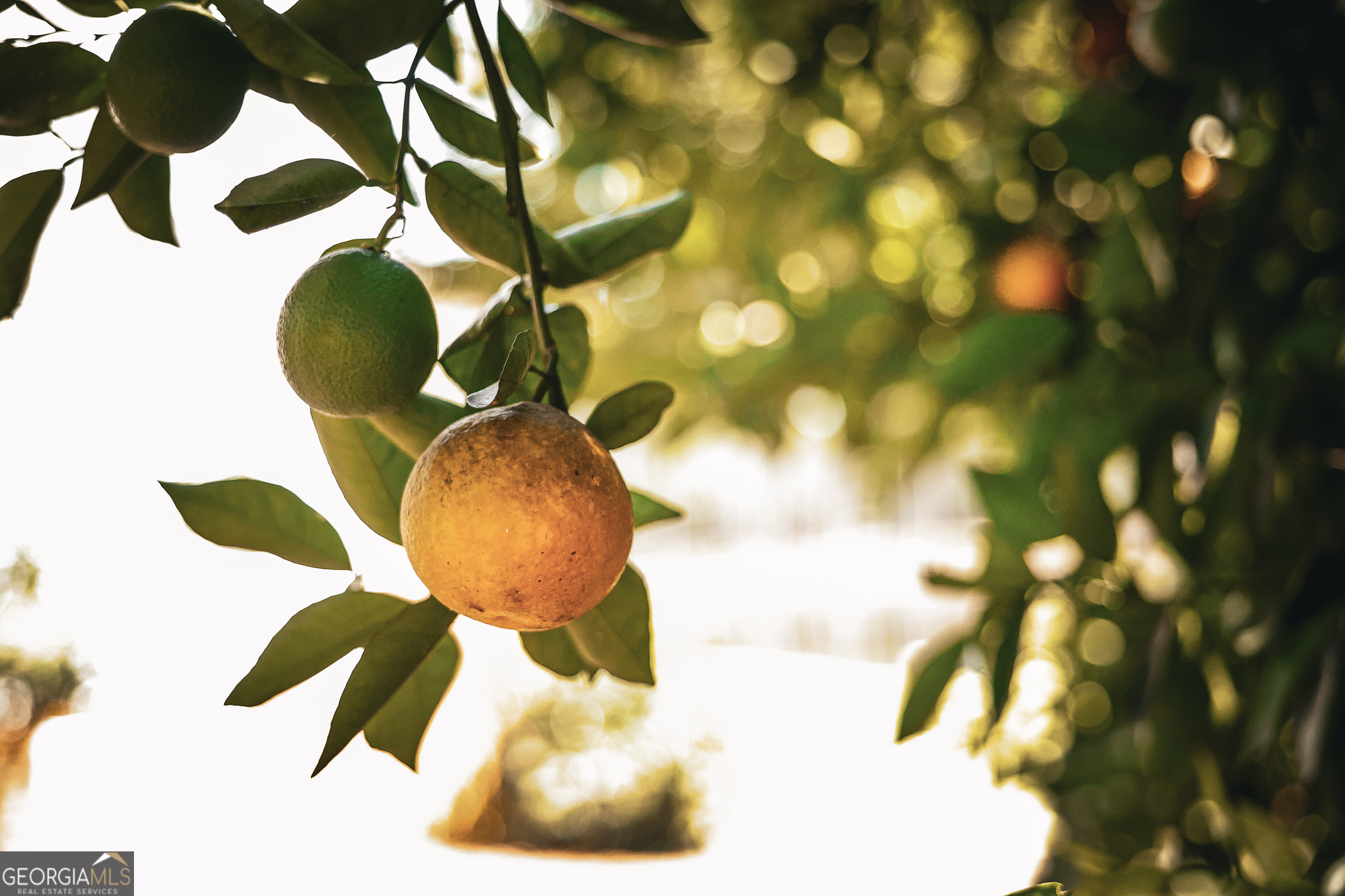 1576 Chula Brookfield Road Tifton, GA 31794 - Photo 33 of 79 a view of a tree with a plant