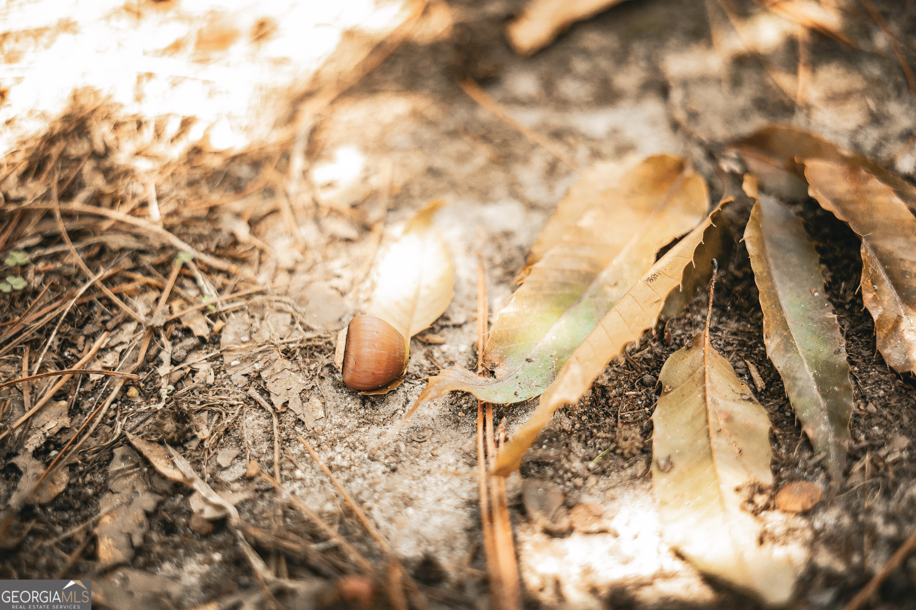 1576 Chula Brookfield Road Tifton, GA 31794 - Photo 35 of 79 a close up of a plant in a garden