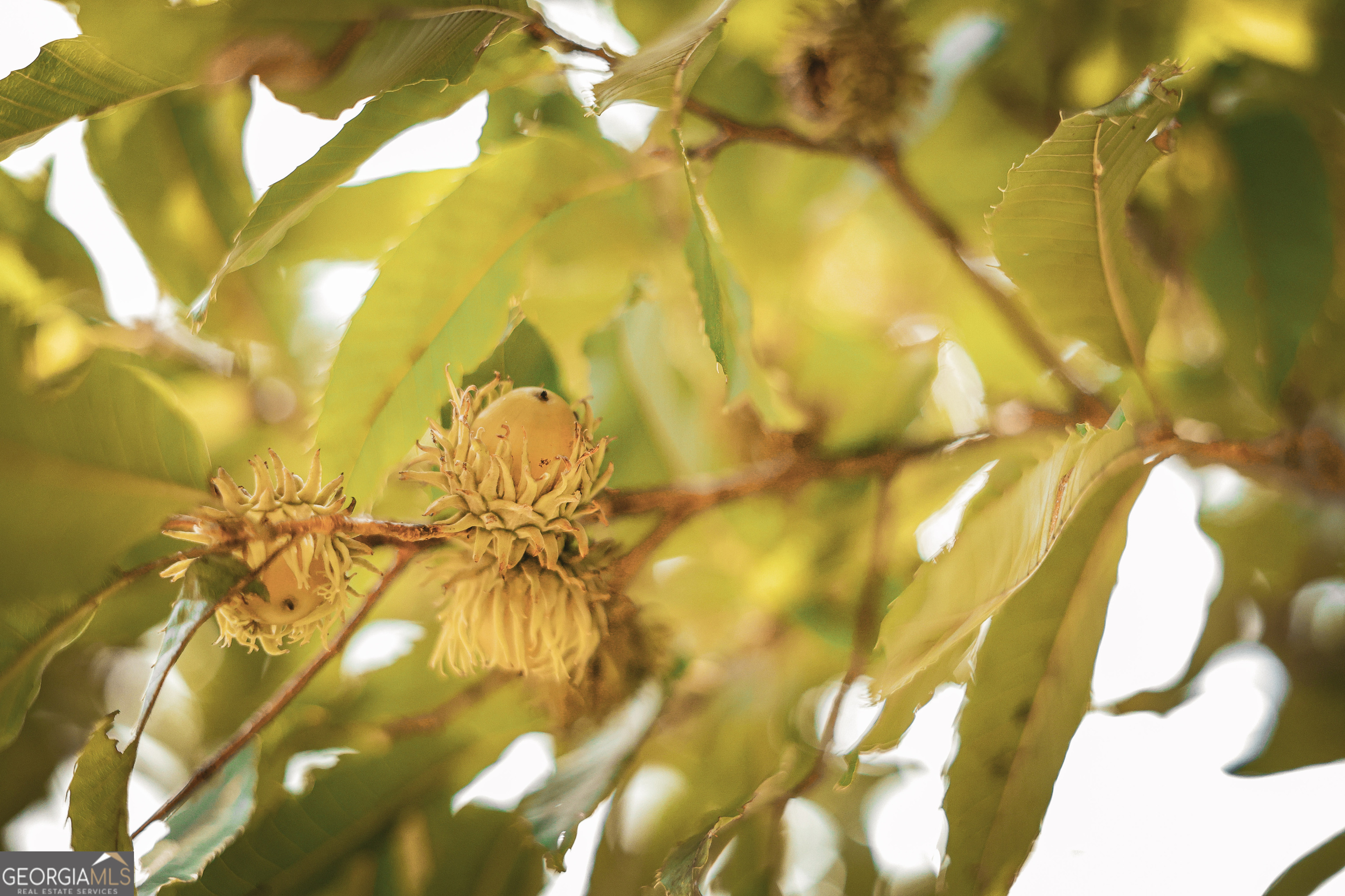 1576 Chula Brookfield Road Tifton, GA 31794 - Photo 36 of 79