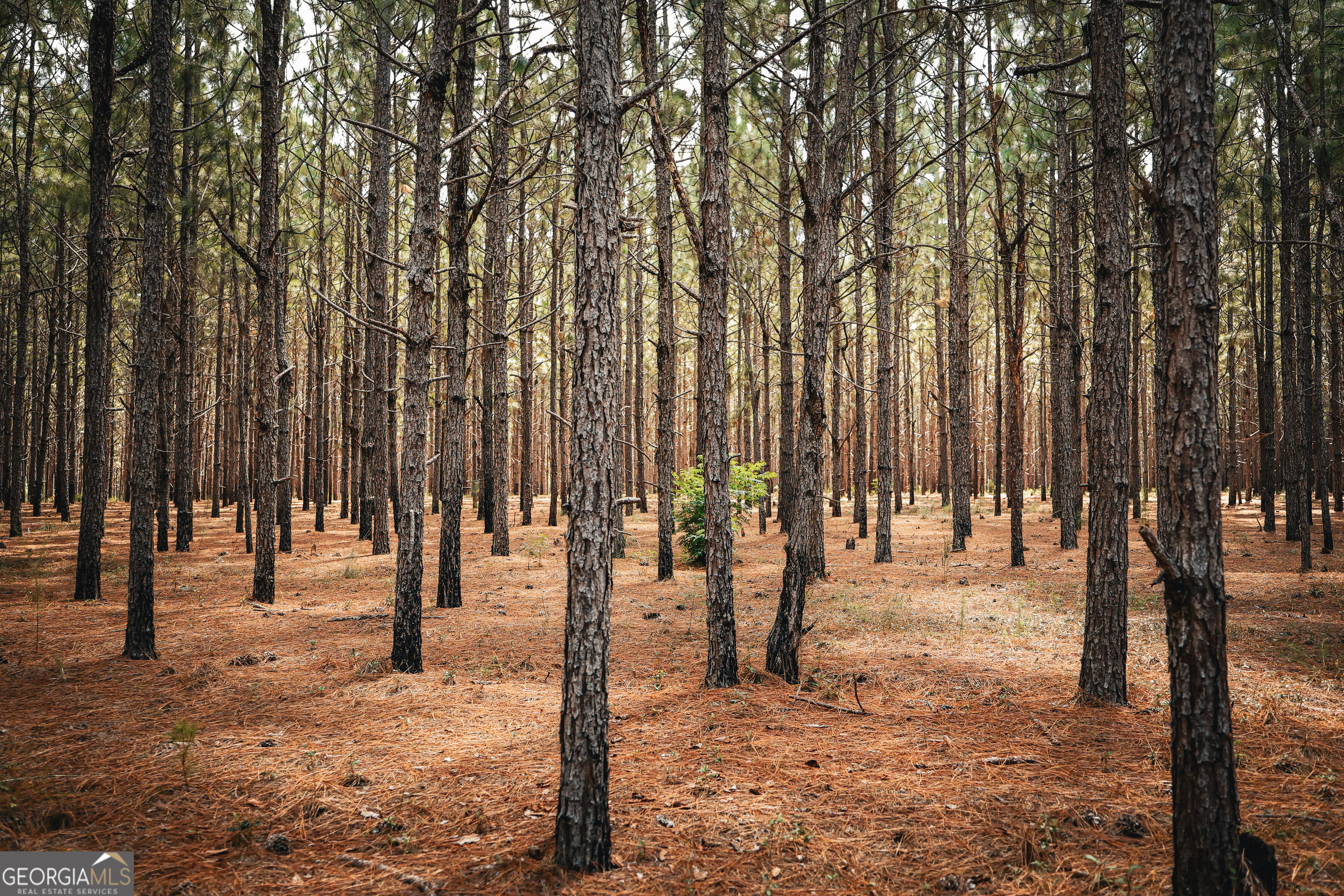 1576 Chula Brookfield Road Tifton, GA 31794 - Photo 44 of 79 a view of a yard with trees