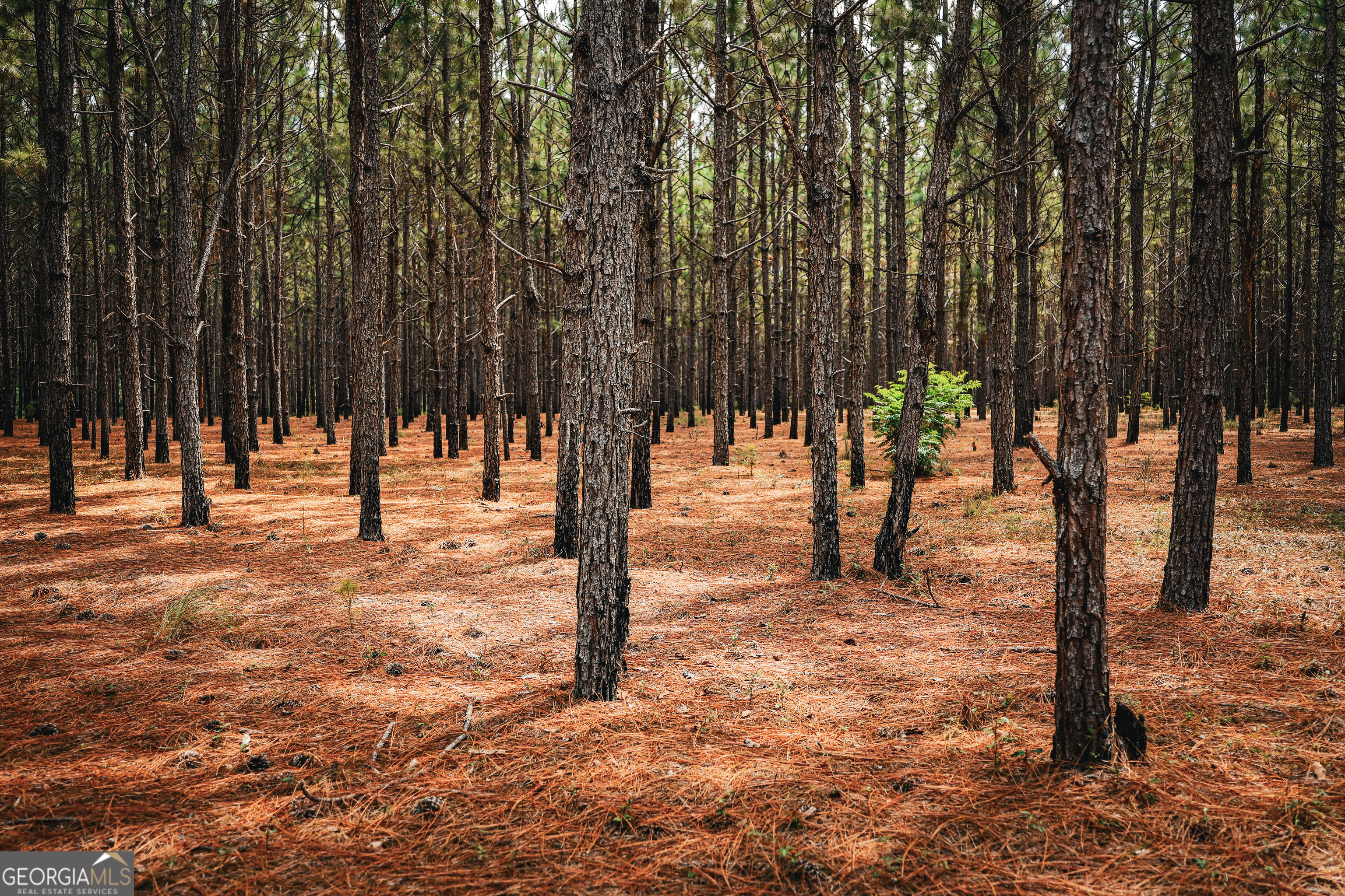 1576 Chula Brookfield Road Tifton, GA 31794 - Photo 55 of 79 a view of a yard with a tree