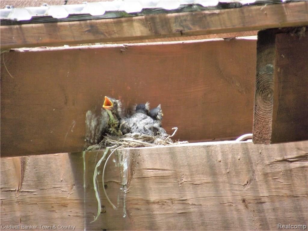11269 Judd Road Fowlerville, MI 48836 - Photo 23 of 32 Nature is at it's finest here!