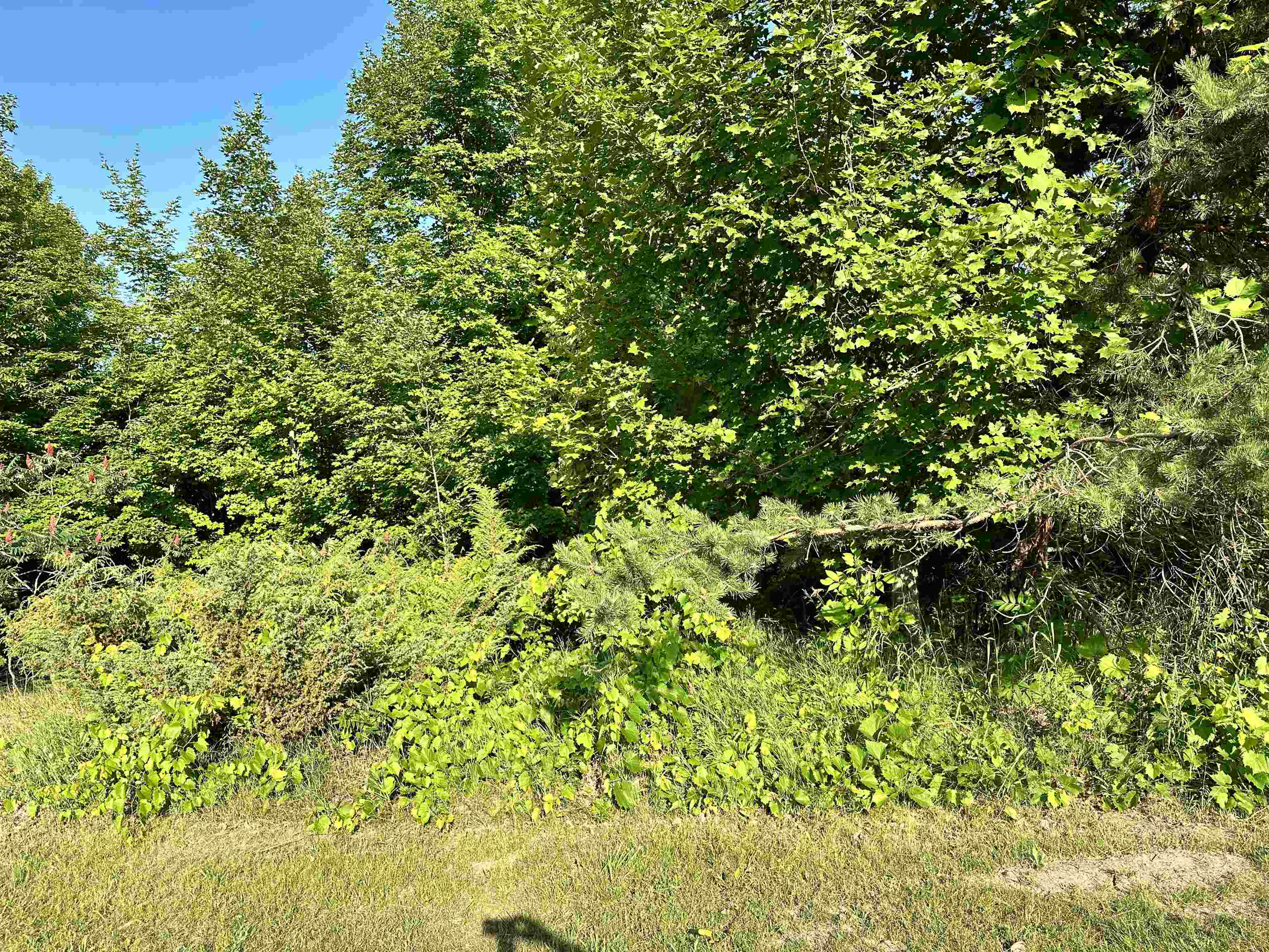0 Ridge Lane Kewadin, MI 49648 - Photo 12 of 14