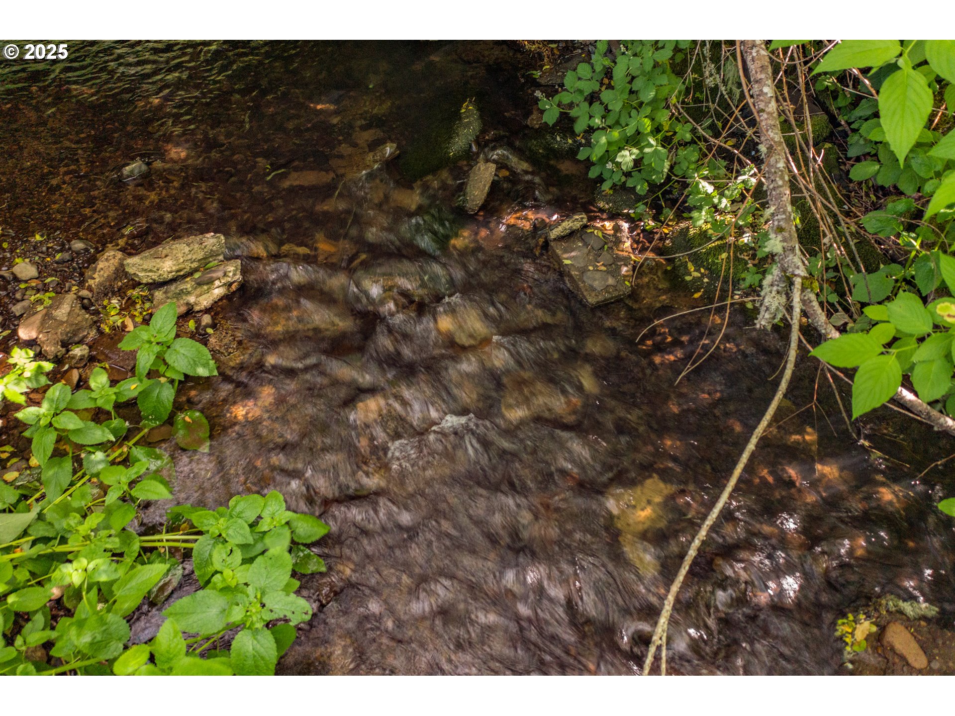 23380 Hoskins Road Philomath, OR 97370 - Photo 5 of 12 a picture of tree