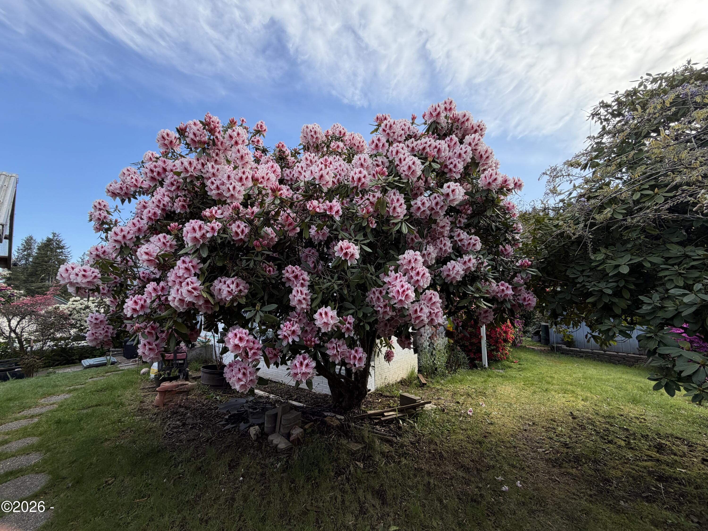 1318 Southeast Maple Street Toledo, OR 97391 - Photo 35 of 54 Mature Rhododendron