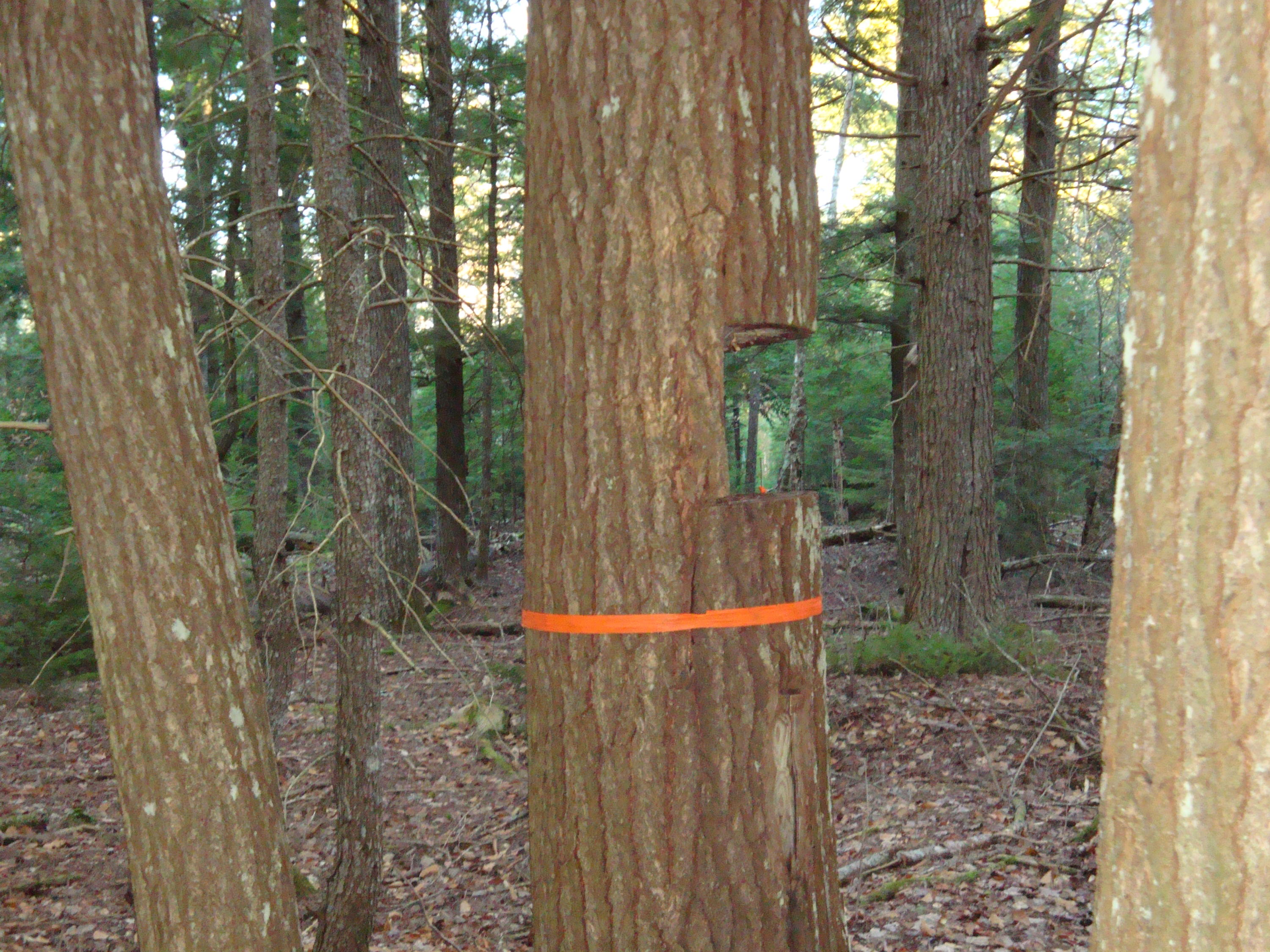 0 Off Rt 179 Aurora, ME 04408 - Photo 3 of 4 DSC00063