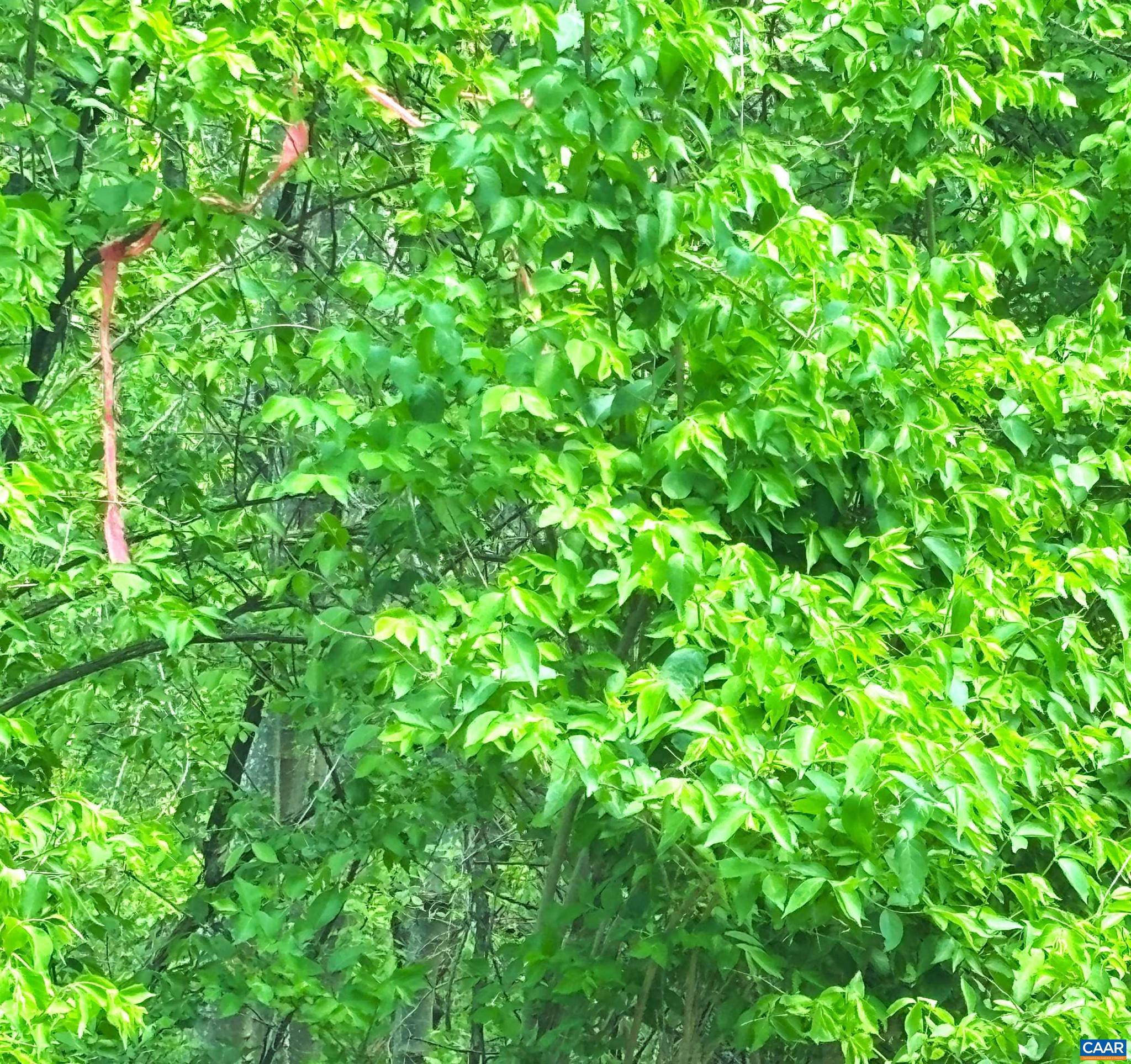 0 Reeds Gap Road, Unit 1022 Lyndhurst, VA 22952 - Photo 8 of 14 a view of a plant