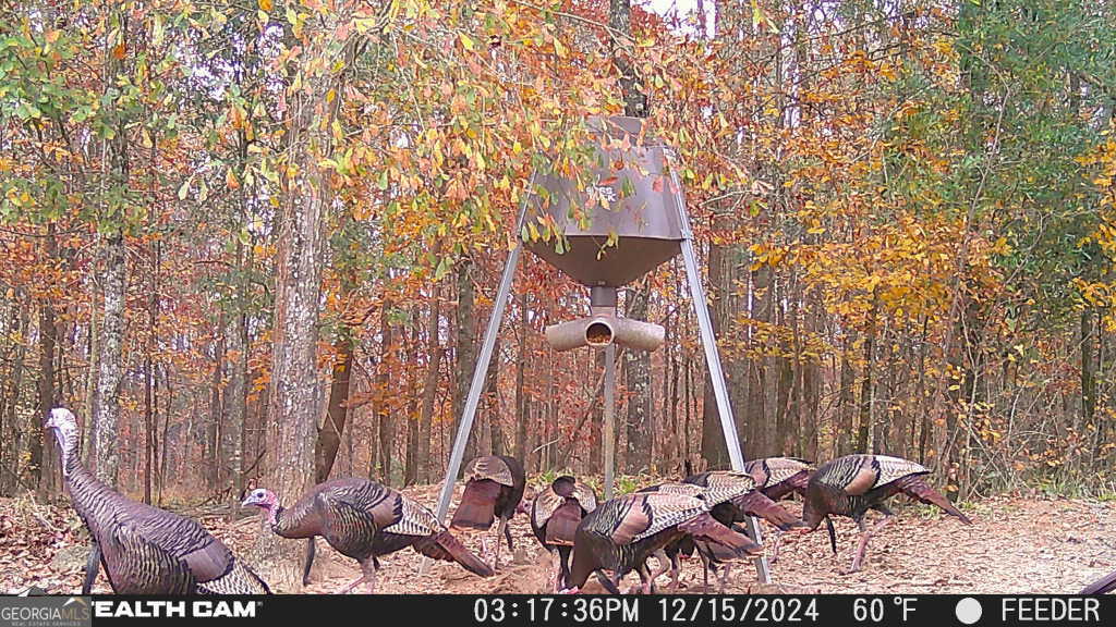 335 Highway 26 Elko, GA 31025 - Photo 15 of 54 a view of a yard