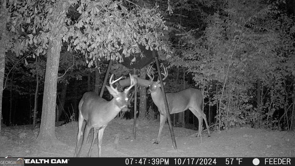 335 Highway 26 Elko, GA 31025 - Photo 4 of 54 a view of a back yard