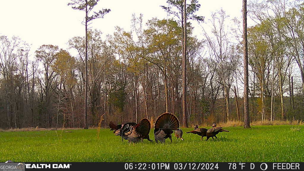 335 Highway 26 Elko, GA 31025 - Photo 10 of 54