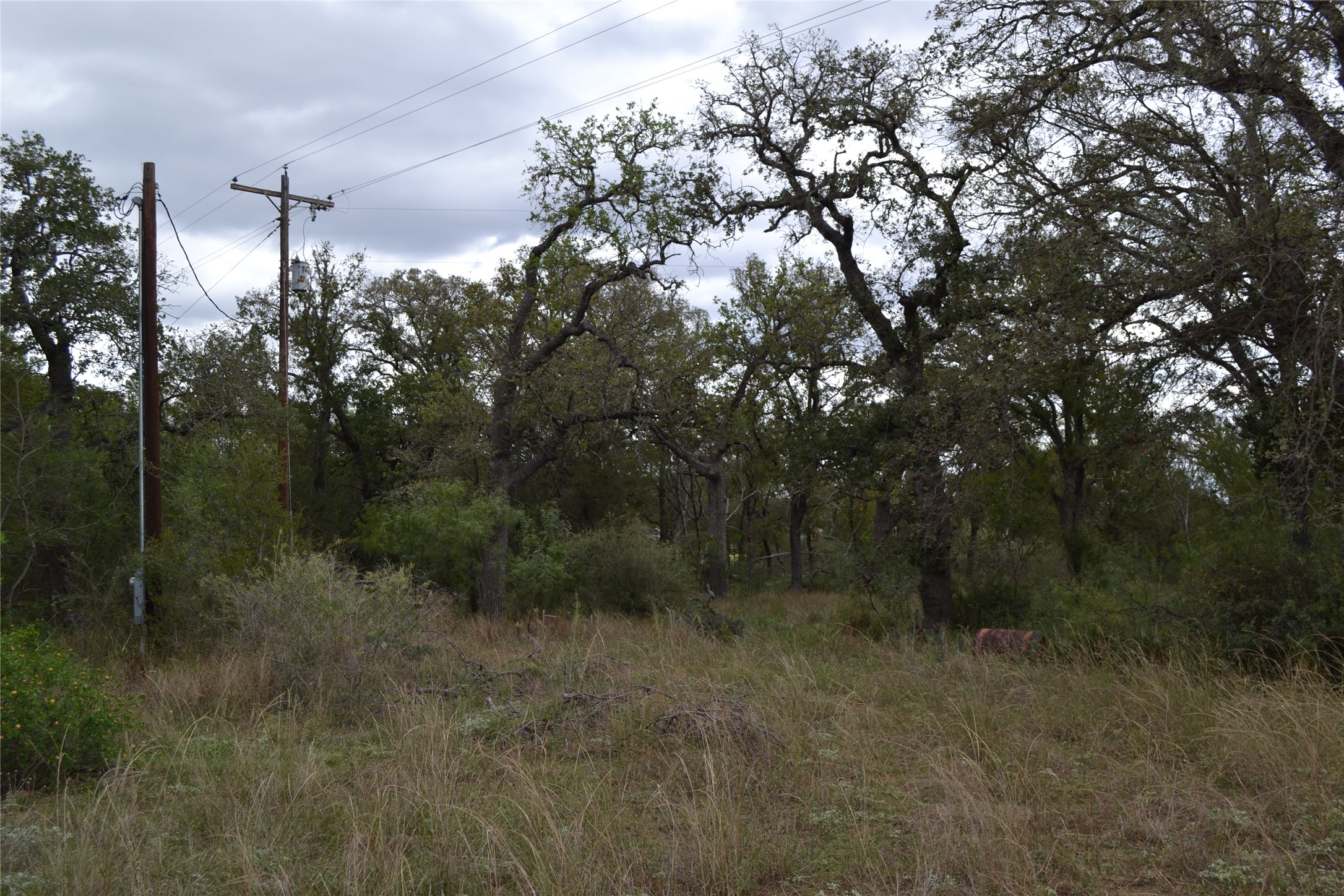 0 Ranch Road 2241 Tow, TX 78672 - Photo 22 of 33 Mature trees and abundant natural growth define this serene property.