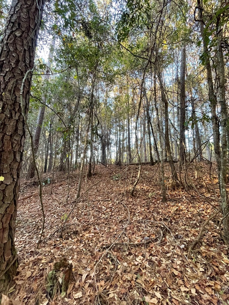0 Bill Yance Road Webb, AL 36376 - Photo 3 of 15