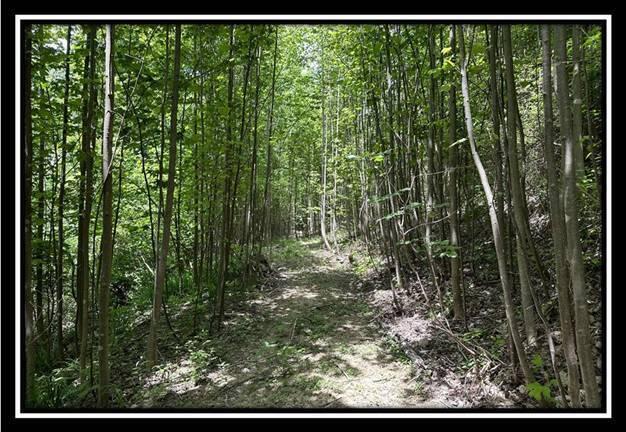 167 Weaver Road, Unit TRACT A) Chillicothe, OH 45601 - Photo 32 of 45 image032