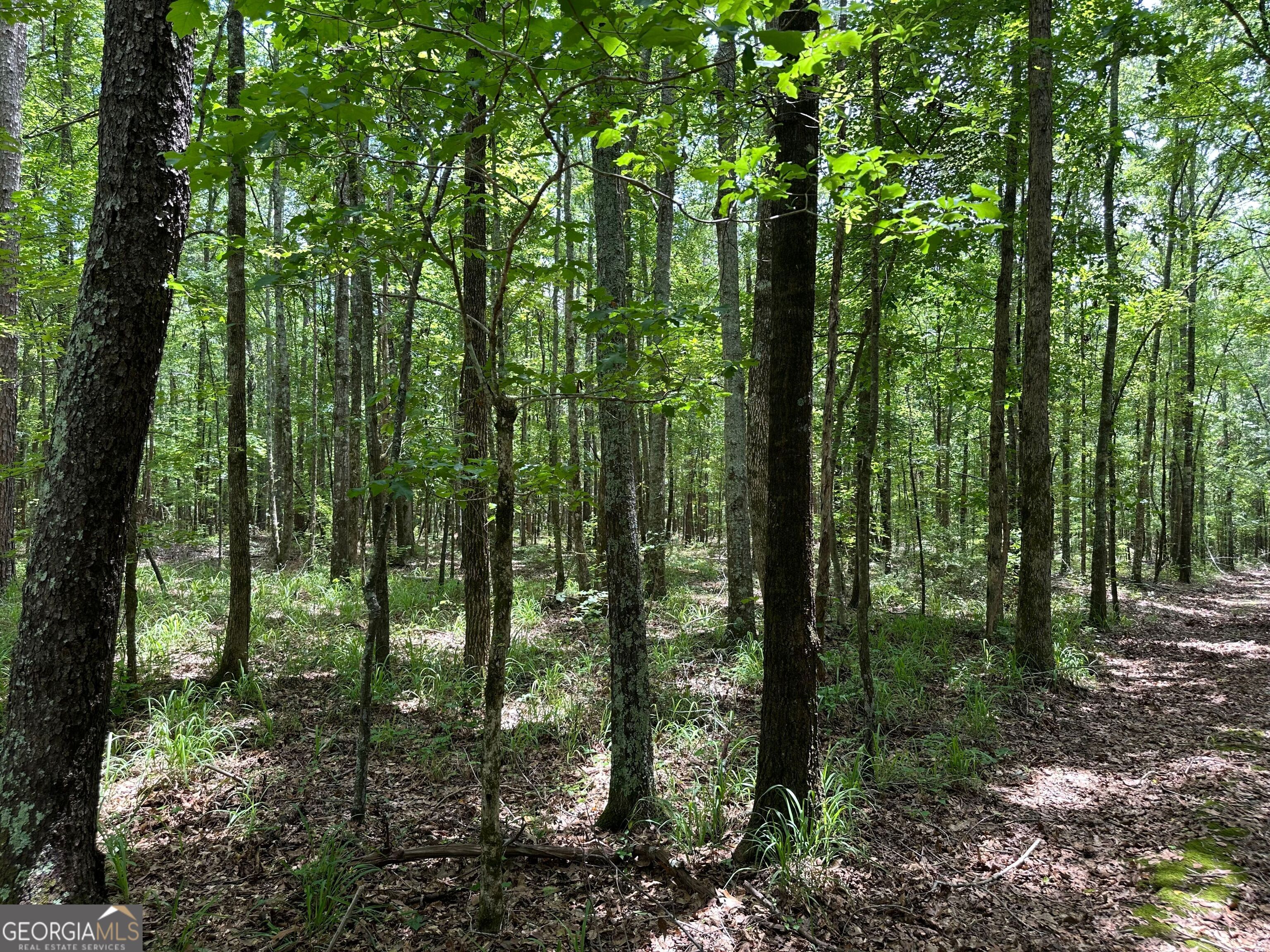 5657 Springfield Road Sparta, GA 31087 - Photo 28 of 45
