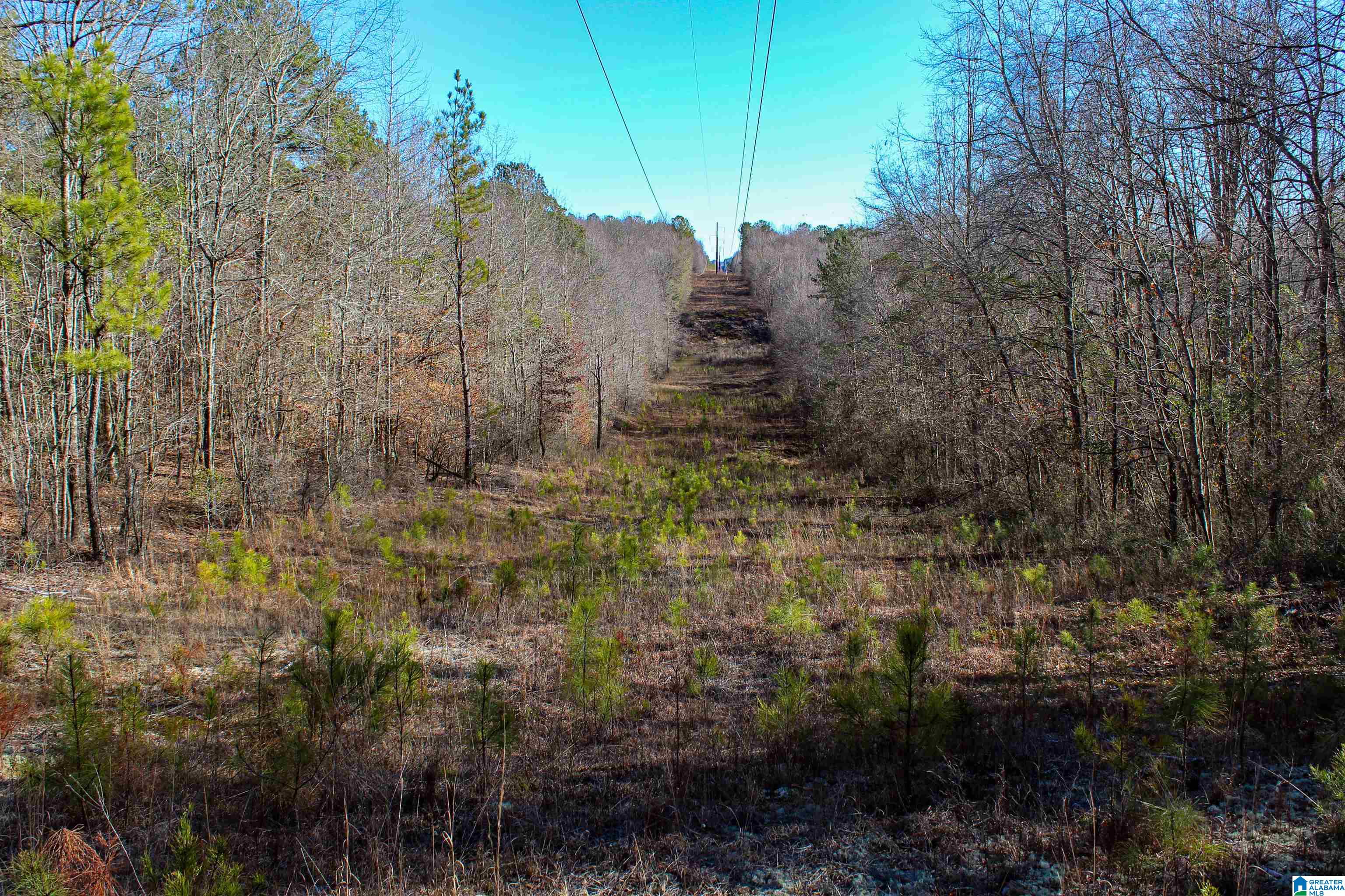 339 County Road Nauvoo, AL 35578 - Photo 14 of 57
