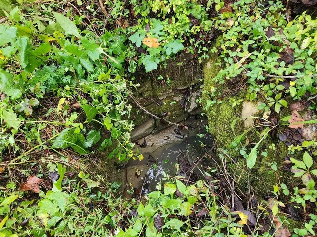 a view of a yard with large trees