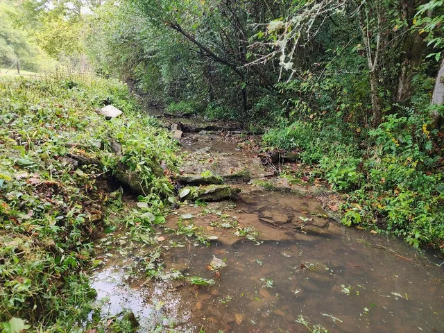 a view of a forest with trees