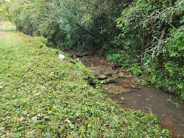 a view of a forest with a street