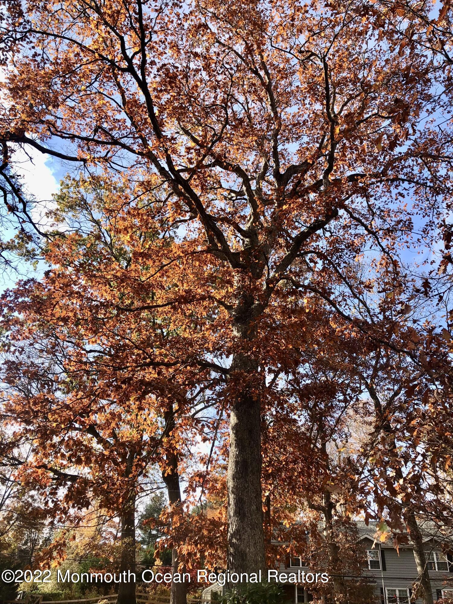 6 Rosedale Terrace Holmdel, NJ 07733 - Photo 24 of 33 Trees