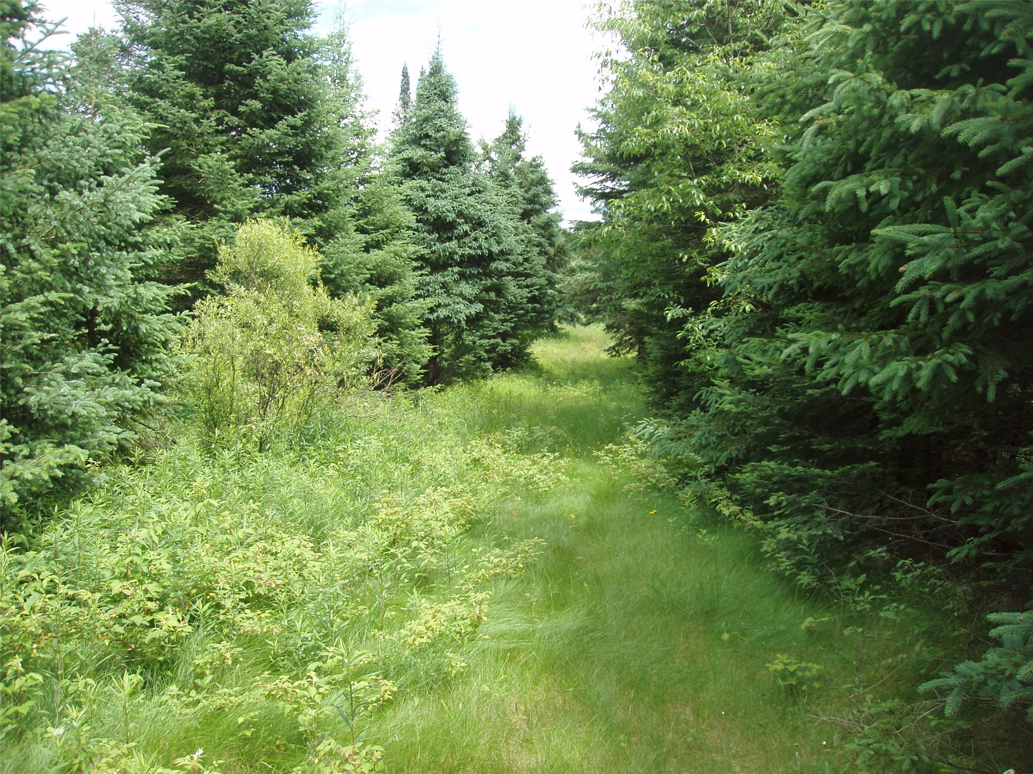 N16798 Bass Lake Road Butternut, WI 54514 - Photo 32 of 52