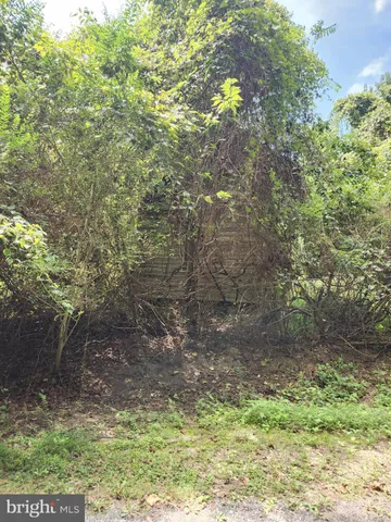 a view of a yard with plants