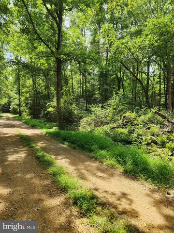 a view of a yard with plants and large trees